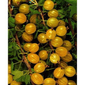 Stachelbeere »Hinnonmäki®«, gelb, süß-sauer, bis 150 cm Wuchshöhe, winterhart und robust