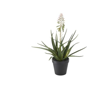 Sukkulente getopft - grün - Kunststoff,Schaumstoff,Polypropylen - 39 cm - 30.0 | Möbel Kraft