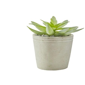 Sukkulente im Zementtopf - grün - Kunststoff,Zement - 14 cm - 16.0 | Möbel Kraft