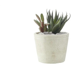 Sukkulente im Zementtopf - grün - Kunststoff,Zement - 16,5 cm - 14.0 | Möbel Kraft