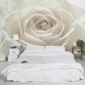 Tapete Pretty White Rose 255 cm x 384 cm B