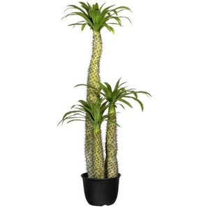 Kunstpflanze, Grün, Hellgrün, Kunststoff, 170 cm, inkl. Topf, Dekoration, Blumen & Zubehör, Kunstpflanzen