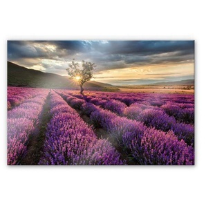 Wall-Art Küchenrückwand Lavendel Blumen in der Provence, (1-tlg), Herd Waschbecken Wandschutz
