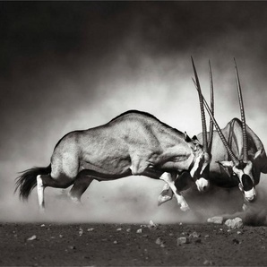 Wall-Art Vliestapete Tiere Afrika Antilopen Duell, made in Berlin