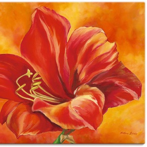 Wandbild ARTLAND Amaryllis Bilder Gr. B/H: 120 cm x 90 cm, Leinwandbild Blumen, 1 St., rot Kunstdrucke als Alubild, Leinwandbild, Wandaufkleber oder Poster in versch. Größen