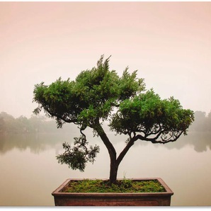 Wandbild ARTLAND Chinesischer Bonsaibaum Bilder Gr. B/H: 120 cm x 90 cm, Alu-Dibond-Druck Bäume Querformat, 1 St., grün Kunstdrucke