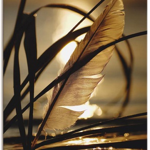 Wandbild ARTLAND Feder im Abendlicht Bilder Gr. B/H: 90 cm x 120 cm, Leinwandbild Gräser Hochformat, 1 St., goldfarben Kunstdrucke als Leinwandbild, Wandaufkleber oder Poster in versch. Größen