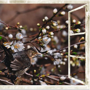 Wandbild ARTLAND Fensterblick - Kirschblüten mit Amsel Bilder Gr. B/H: 120 cm x 90 cm, Alu-Dibond-Druck Vögel, 1 St., schwarz Kunstdrucke