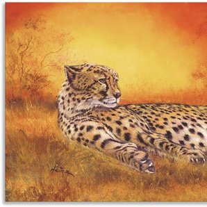 Wandbild ARTLAND Gepard Bilder Gr. B/H: 150 cm x 75 cm, Alu-Dibond-Druck Geparden Bilder Querformat, 1 St., orange Kunstdrucke