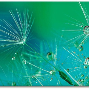 Wandbild ARTLAND Glitzernde Pustblumen mit Wassertropfen Bilder Gr. B/H: 150 cm x 75 cm, Leinwandbild Blumen, 1 St., blau Bild Kunstdruck Metallbild Metallbilder Bilder als Alubild, Leinwandbild, Wandaufkleber oder Poster in versch. Größen