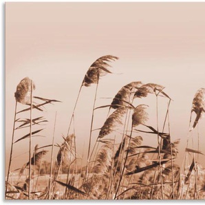 Wandbild ARTLAND Gräser Bilder Gr. B/H: 150 cm x 75 cm, Alu-Dibond-Druck Gräser, 1 St., beige (natur) Kunstdrucke