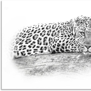 Wandbild ARTLAND Leopard High Key Optik Bilder Gr. B/H: 90 cm x 60 cm, Alu-Dibond-Druck Wildtiere Querformat, 1 St., schwarz Kunstdrucke