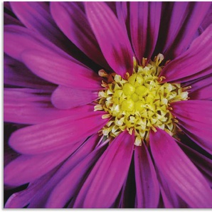 Wandbild ARTLAND Lila Dahlie Bilder Gr. B/H: 120 cm x 90 cm, Alu-Dibond-Druck Blumenbilder Querformat, 1 St., lila Kunstdrucke als Alubild, Leinwandbild, Wandaufkleber oder Poster in versch. Größen