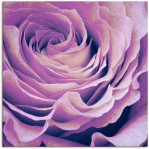 Wandbild ARTLAND Lila Rose Bilder Gr. B/H: 100 cm x 100 cm, Leinwandbild Blumen, 1 St., lila Kunstdrucke