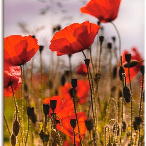 Wandbild ARTLAND Mohnblumen im Morgenlicht Bilder Gr. B/H: 80 cm x 120 cm, Leinwandbild Blumenwiese, 1 St., rot Kunstdrucke als Alubild, Leinwandbild, Wandaufkleber oder Poster in versch. Größen