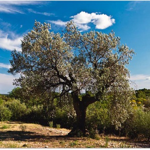 Wandbild ARTLAND Olivenbaum in Südfrankreich Bilder Gr. B/H: 90 cm x 60 cm, Alu-Dibond-Druck Bäume, 1 St., beige (naturfarben) Kunstdrucke
