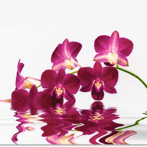 Wandbild ARTLAND Phalaenopsis Orchidee Bilder Gr. B/H: 120 cm x 90 cm, Alu-Dibond-Druck Blumen Querformat, 1 St., lila Kunstdrucke als Alubild, Leinwandbild, Wandaufkleber oder Poster in versch. Größen