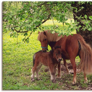 Wandbild ARTLAND Pony - Mutterglück Bilder Gr. B/H: 90 cm x 60 cm, Leinwandbild Haustiere, 1 St., grün Kunstdrucke
