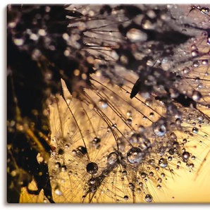 Wandbild ARTLAND Pusteblume mit Tautropfen benetzt Bilder Gr. B/H: 100 cm x 50 cm, Leinwandbild Blumen, 1 St., goldfarben Kunstdrucke als Leinwandbild, Poster in verschied. Größen