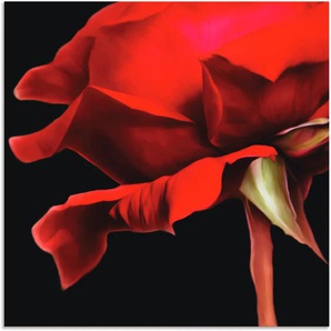 Wandbild ARTLAND Rose Bilder Gr. B/H: 100 cm x 100 cm, Alu-Dibond-Druck Blumen, 1 St., rot Kunstdrucke als Alubild, Leinwandbild, Wandaufkleber oder Poster in versch. Größen