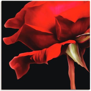 Wandbild ARTLAND Rose Bilder Gr. B/H: 100 cm x 100 cm, Leinwandbild Blumen, 1 St., rot Kunstdrucke als Alubild, Leinwandbild, Wandaufkleber oder Poster in versch. Größen