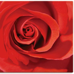 Wandbild ARTLAND Rose rot_Detail Bilder Gr. B/H: 120 cm x 90 cm, Leinwandbild Blumenbilder Querformat, 1 St., rot Kunstdrucke als Alubild, Leinwandbild, Wandaufkleber oder Poster in versch. Größen