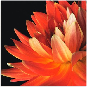 Wandbild ARTLAND Rote Dahlie Bilder Gr. B/H: 100 cm x 100 cm, Alu-Dibond-Druck Blumen, 1 St., rot Kunstdrucke als Alubild, Leinwandbild, Wandaufkleber oder Poster in versch. Größen