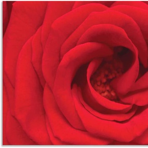 Wandbild ARTLAND Rote Rose Bilder Gr. B/H: 100 cm x 70 cm, Alu-Dibond-Druck Blumen, 1 St., rot Kunstdrucke