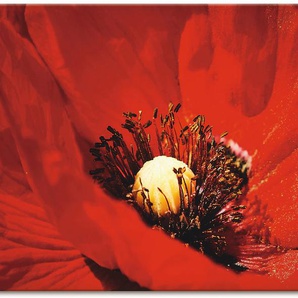 Wandbild ARTLAND Roter Mohn Bilder Gr. B/H: 120 cm x 80 cm, Leinwandbild Blumen Querformat, 1 St., rot Kunstdrucke als Alubild, Leinwandbild, Wandaufkleber oder Poster in versch. Größen