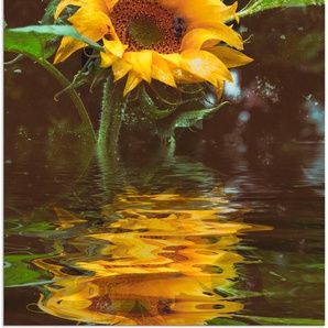 Wandbild ARTLAND Sonnenblume Bilder Gr. B/H: 60 cm x 80 cm, Alu-Dibond-Druck Blumen, 1 St., gelb Kunstdrucke