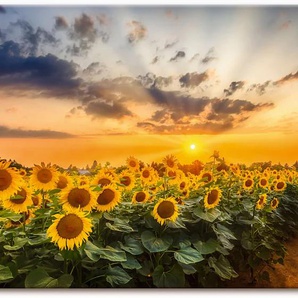 Wandbild ARTLAND Sonnenblumenfeld bei Sonnenuntergang Bilder Gr. B/H: 100 cm x 50 cm, Leinwandbild Blumenbilder Querformat, 1 St., gelb Kunstdrucke