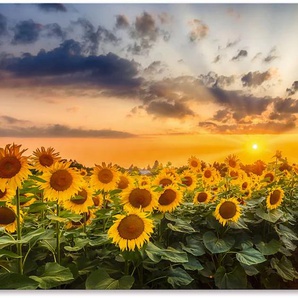 Wandbild ARTLAND Sonnenblumenfeld bei Sonnenuntergang Bilder Gr. B/H: 150 cm x 75 cm, Alu-Dibond-Druck Blumenbilder Querformat, 1 St., gelb Kunstdrucke
