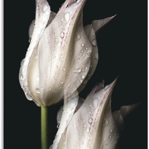 Wandbild ARTLAND Weiße Tulpen in der Nacht Bilder Gr. B/H: 50 cm x 100 cm, Alu-Dibond-Druck Blumenbilder Hochformat, 1 St., schwarz Kunstdrucke