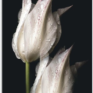 Wandbild ARTLAND Weiße Tulpen in der Nacht Bilder Gr. B/H: 75 cm x 150 cm, Alu-Dibond-Druck Blumenbilder Hochformat, 1 St., schwarz Kunstdrucke