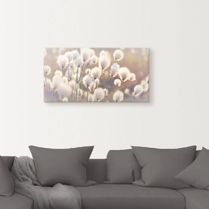 Wandbild ARTLAND Wollgraszauber im Moor Bilder Gr. B/H: 150 cm x 75 cm, Leinwandbild Gräser, 1 St., beige (naturfarben) Kunstdrucke