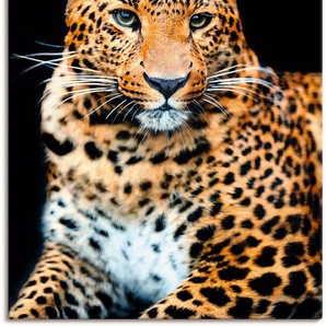 Wandbild ARTLAND Wütender wilder Leopard Bilder Gr. B/H: 90 cm x 120 cm, Leinwandbild Wildtiere Hochformat, 1 St., schwarz Kunstdrucke