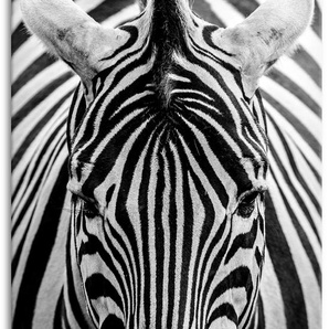 Wandbild ARTLAND Zebra Bilder Gr. B/H: 50 cm x 100 cm, Leinwandbild Wildtiere Hochformat, 1 St., schwarz Kunstdrucke