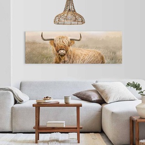 Wandbild Hochlandrind MDF Mitteldichte Holzfaserplatte Beige 52 x 156 x 2cm
