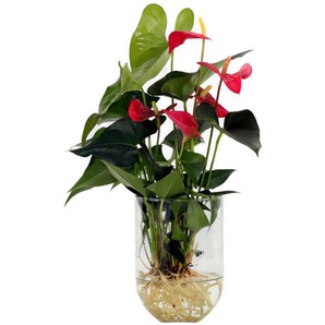 Water Plant »Anthurie« - Grün -