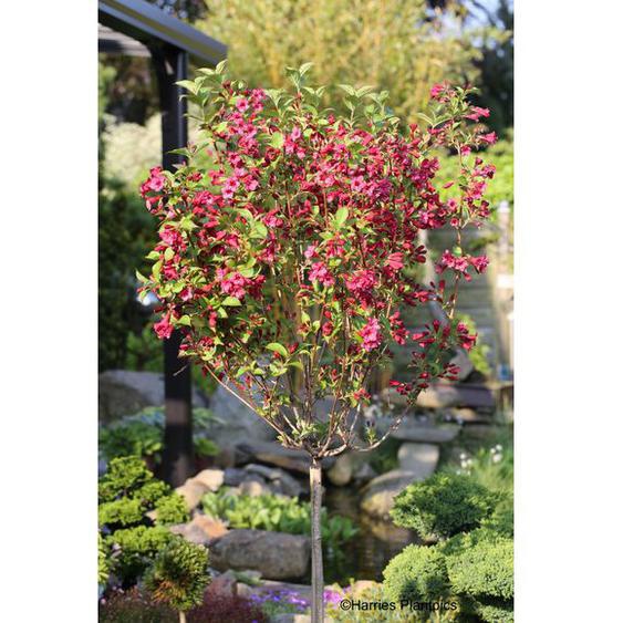 Gartenpflanzen online kaufen ab 8 EUR Möbel 24