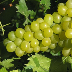 Weinreben-Sortiment, bestehend aus je 1 Pflanze Phönix ®, Regent ® und Lakemont kernlos ®