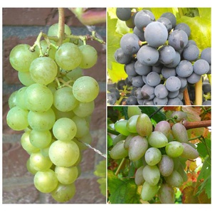 Weintrauben »Suffolk Red«, »Venus« und »Lakemont«, 3 Pflanzen, kernlos, pilzfest
