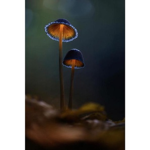 Wiedemann Bild Forest Jewellery, Mehrfarbig, Metall, Kunststoff, rechteckig, 80x120 cm, Bilder