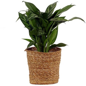 Zimmerpflanze »Aglaonema Stripes« - Grün -