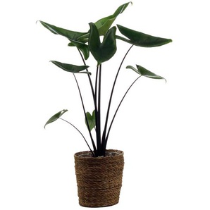 Zimmerpflanze »Alocasia Black Zebrina« mit Topf - Grün -