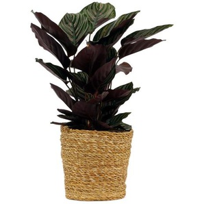 Zimmerpflanze »Calathea Makoyana« im 17-cm-Topf - Grün -