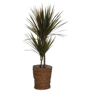 Zimmerpflanze »Dracaena Bicolor« mit Topf - Grün -