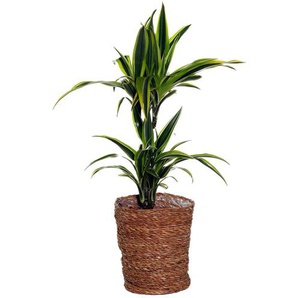 Zimmerpflanze »Dracaena Lemon Lime« mit Topf - Grün -