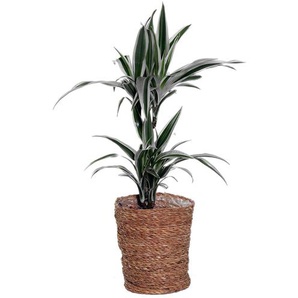 Zimmerpflanze »Dracaena White Stripe« mit Topf - Grün -