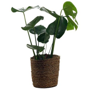 Zimmerpflanze »Monstera« mit Topf - Grün -